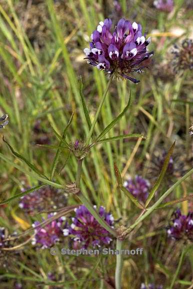 trifolium willdenovii 4 graphic